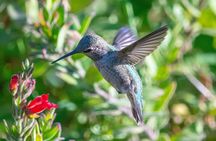 Golden Gate Park Wildlife Walking Tour