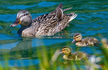 Golden Gate Park Wildlife Walking Tour