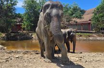 Phuket: Elephant Nature Walk - Guided Tour with Transport