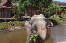 Phuket: Elephant Nature Walk - Guided Tour with Transport