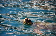 Glass Bottom Boat Tour Myzithres & Turtle Adventure