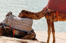 Camel Ride in Timlalin Dunes with luxury Sunset and Mint Tea