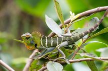 Bentota River Safari: Crocodiles, Monkeys, Birds, Mangrove Forest
