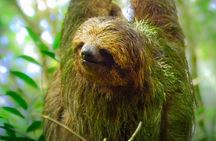 Sloth Watching Experience Arenal