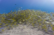 Scuba Dive at Electric Beach 