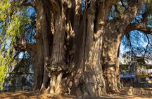 Monte Alban Tree of the Tule Mezcal and Teotitlan del Valle Tour