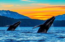 2 Hour Custom Wildlife and Historical Tour