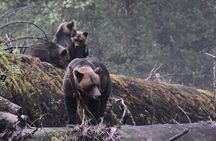2 Hour Custom Wildlife and Historical Tour