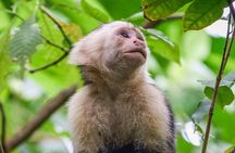 Discover Cahuita National Park Tour