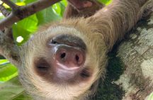 Discover Cahuita National Park Tour