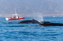 Whale Watching with O’side Whales