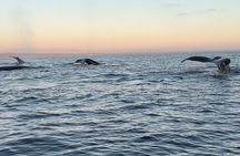 Whale Watching with O’side Whales