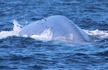 Whale Watching with O’side Whales
