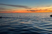 Whale Watching with O’side Whales