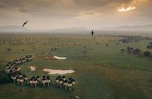 Overnight Private Safari Saltlick Lodge From Mombasa Diani