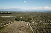 Apulian Olive Oil Tasting and Aperitivo Experience in Trani