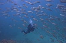 Night Diving in Fujairah