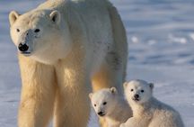 2 Day Tour Husky Ride, Snowmobiles, Northern Lights and Ranua Zoo