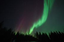 2 Day Tour Husky Ride, Snowmobiles, Northern Lights and Ranua Zoo