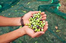 EVO Oil Tasting at a Historic Olive Mill Near Florence