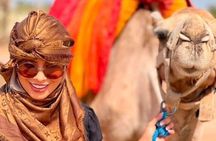 Dromedary at the Palmeraie of Marrakech