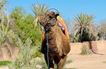 Dromedary at the Palmeraie of Marrakech