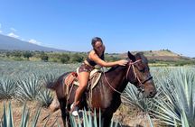 Full-Day Tour in Tequila factory and Cantaritos el Güero