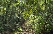 Half-Day St. Kitts Rainforest Hike