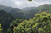 Half-Day St. Kitts Rainforest Hike
