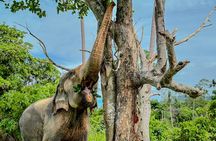 Koh Samui Elephant Home Sanctuary and Elephant Museum