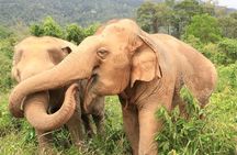 Koh Samui Elephant Home Sanctuary and Elephant Museum