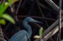 Tamarindo Estuary Boat Tour
