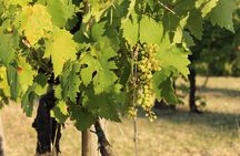 From Florence The Immersive Tuscan Winery Experience