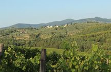 From Florence The Immersive Tuscan Winery Experience