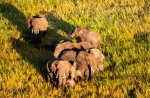 Serengeti Hot Air Balloon Flight with Champagne Breakfast