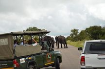 Pilanesberg Shared Transfer and 3 Hour Safari