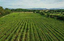 Vineyard walk and wine tasting in l’Empordà