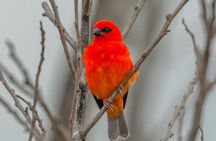 Hiking 7 Waterfalls Experience in Mauritius with Lunch 