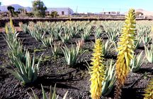 Discover the Authentic Fuerteventura from the South