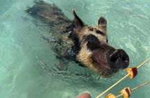 Creative Eco Adventures Swimming Experience with the Pigs