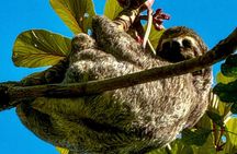 Wildlife viewing and excursion at Pedra Bonita.