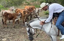 Cowboy for a Day: Explore Colombia’s Countryside near Cartagena