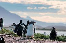 Navigate through the Beagle Channel: Seal, Bird & Penguin Islands