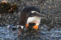 Navigate through the Beagle Channel: Seal, Bird & Penguin Islands