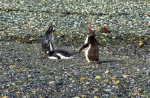 Navigate through the Beagle Channel: Seal, Bird & Penguin Islands