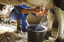 Amalfi: Milk cows, make pasta, mozzarella and tiramisu!