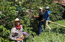 Full day Jardín coffee tour, optional horseback riding