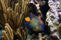 Snorkeling adventure at Puerto Morelos Reef National Park