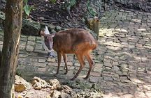 Barbados Private Scenic Tour: With Monkey Feeding Experience