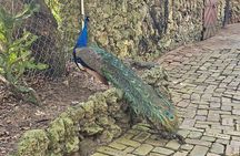 Barbados Private Scenic Tour: With Monkey Feeding Experience